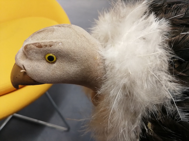 p10plus vulture closeup w648px - Huawei P10 Plus: The bigger brother is the real contender