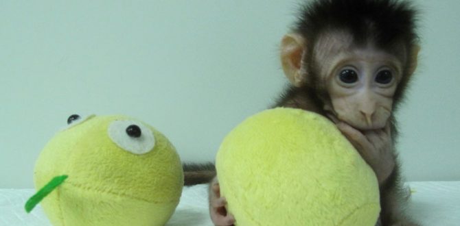 cloned monkey reuters 670x330 - Chinese Scientists Break Key Barrier by Cloning Monkeys