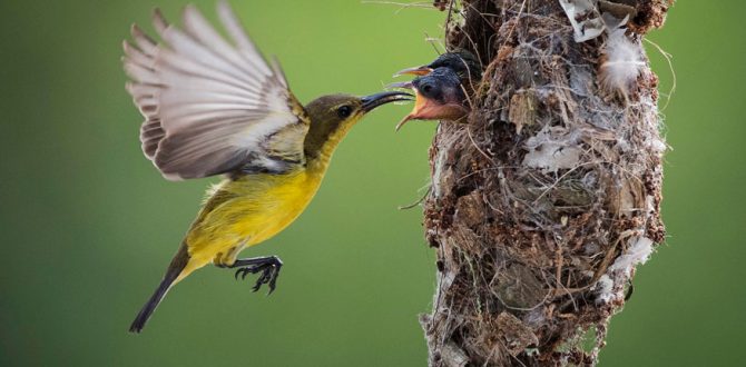 An Olive backed Sunbird feeds 670x330 - Drones Beat Humans in Wildlife Monitoring Efficiency